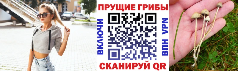 цена наркотик  Кирсанов  Галлюциногенные грибы Psilocybine cubensis 